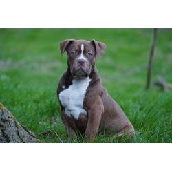 American Bully XL