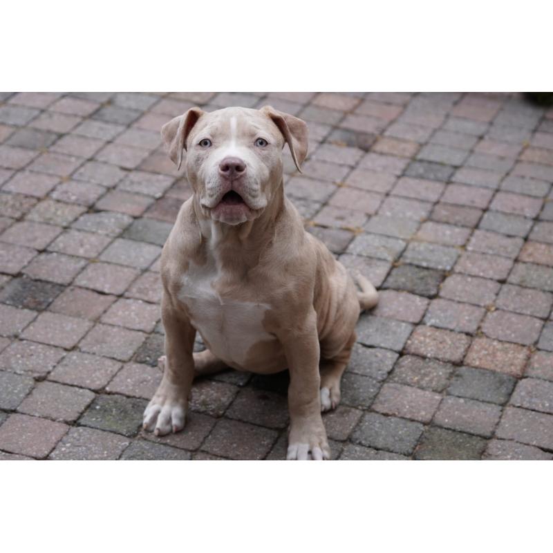 American Bully XL