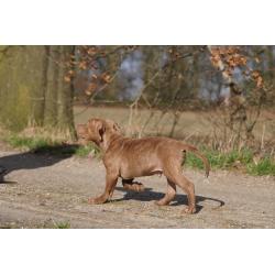 American Bully XL