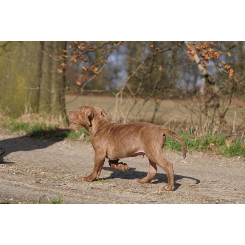 American Bully XL
