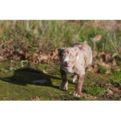 American Bully XL