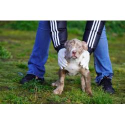 American Bully XL