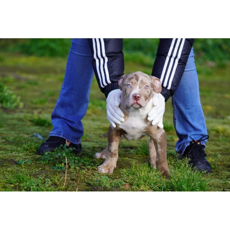 American Bully XL