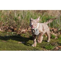 American Bully XL