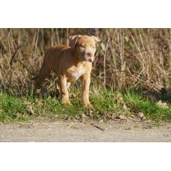 American Bully XL
