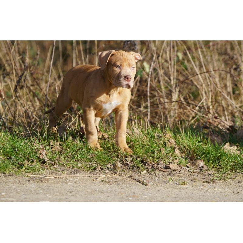 American Bully XL