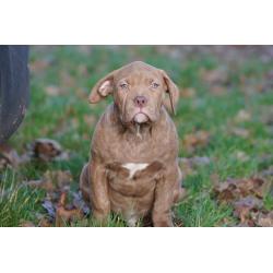 American Bully XL