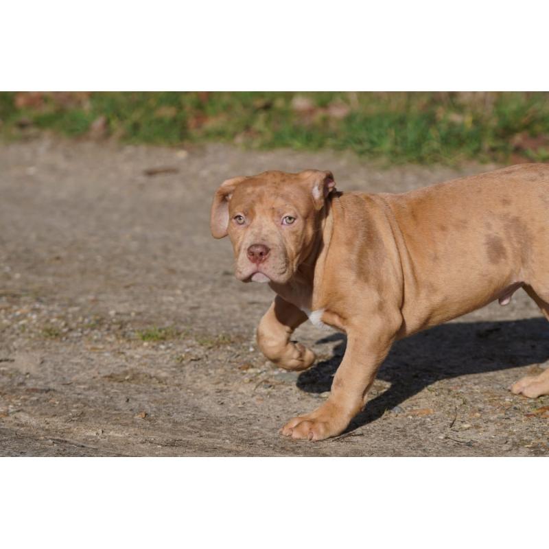 American Bully XL