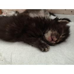 Mainecoon kittens met Stamboom