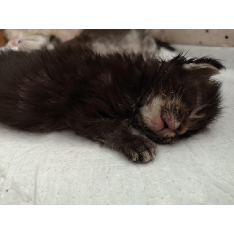Mainecoon kittens met Stamboom