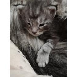 Mainecoon kittens met Stamboom