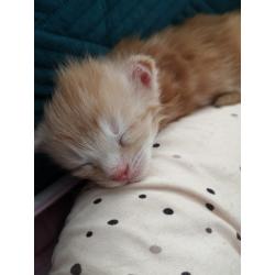 Mainecoon kittens met Stamboom