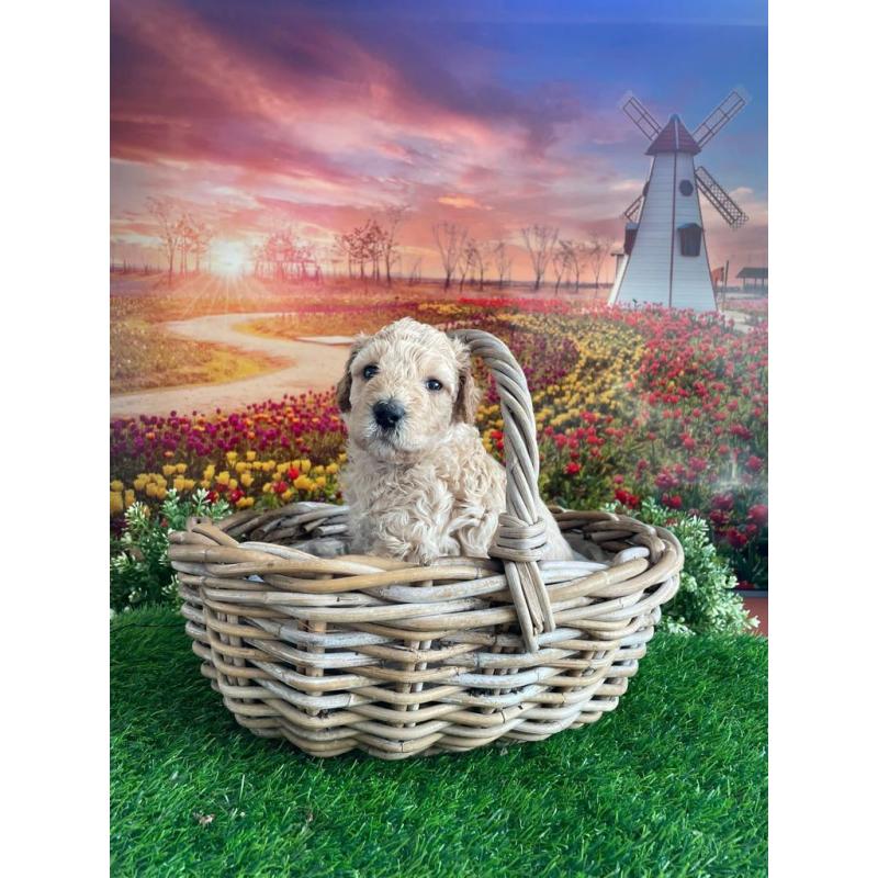 Australian Labradoodle pups