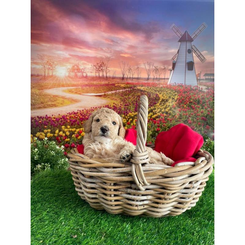 Australian Labradoodle pups