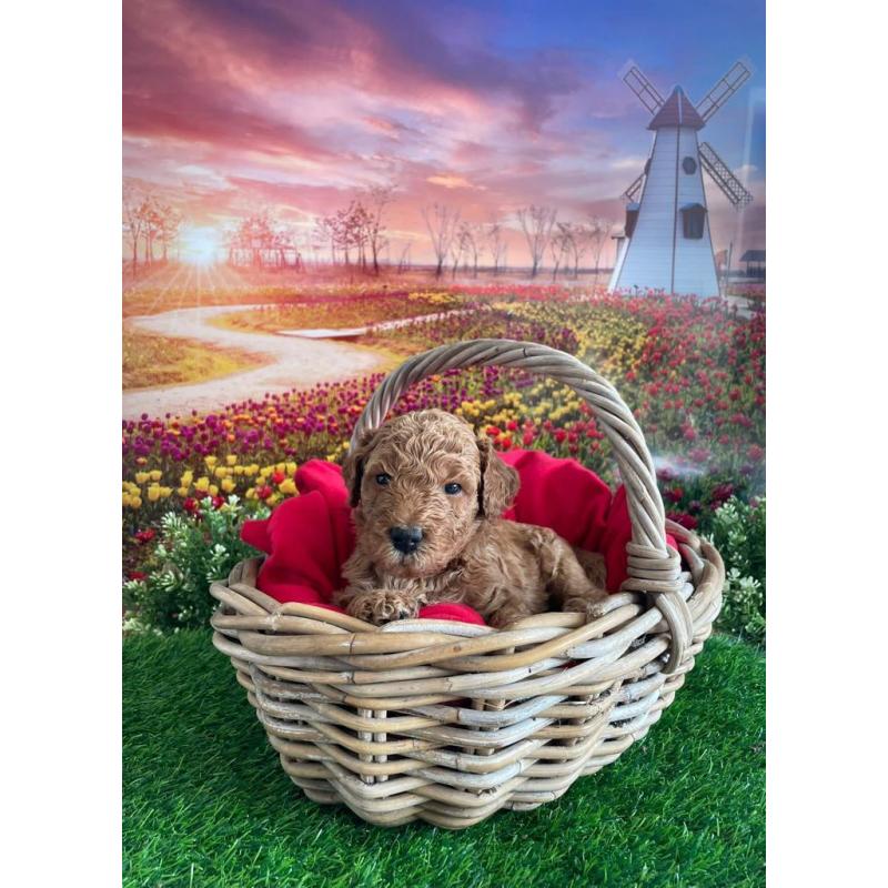 Australian Labradoodle pups
