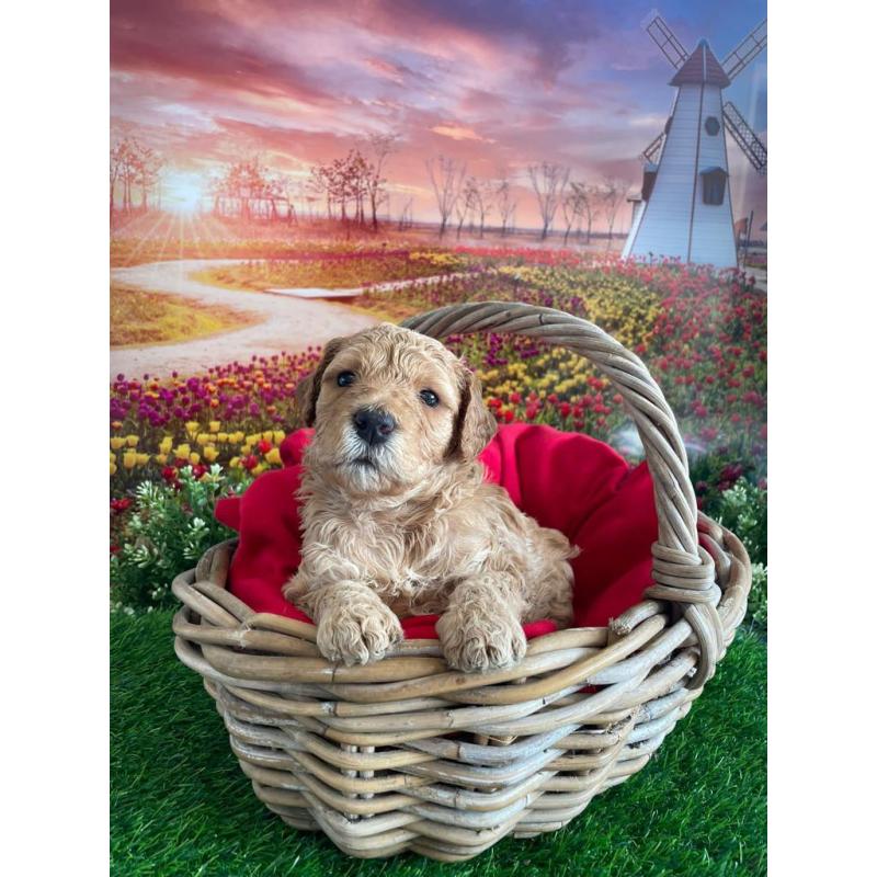 Australian Labradoodle pups