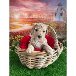 Australian Labradoodle pups