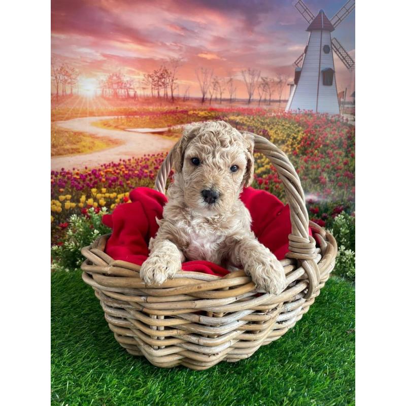 Australian Labradoodle pups