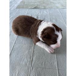 border collie pups