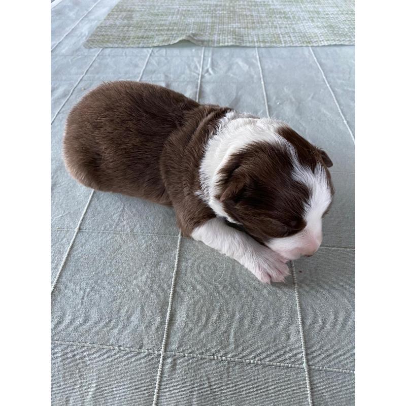 border collie pups