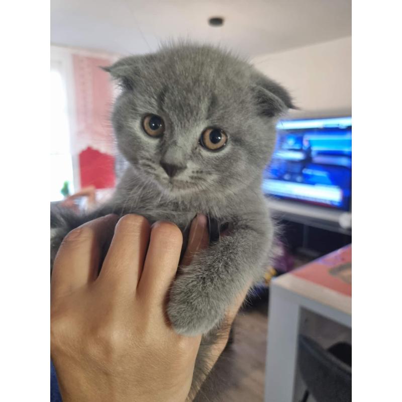 Kat