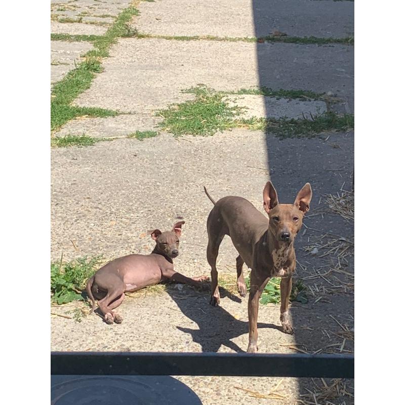 Amerikaanse haarloze Terriër pups