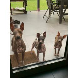 Amerikaanse haarloze Terriër pups
