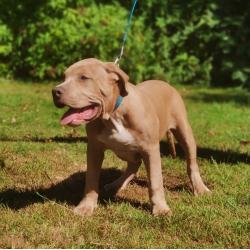 Amerikaanse Bully XL