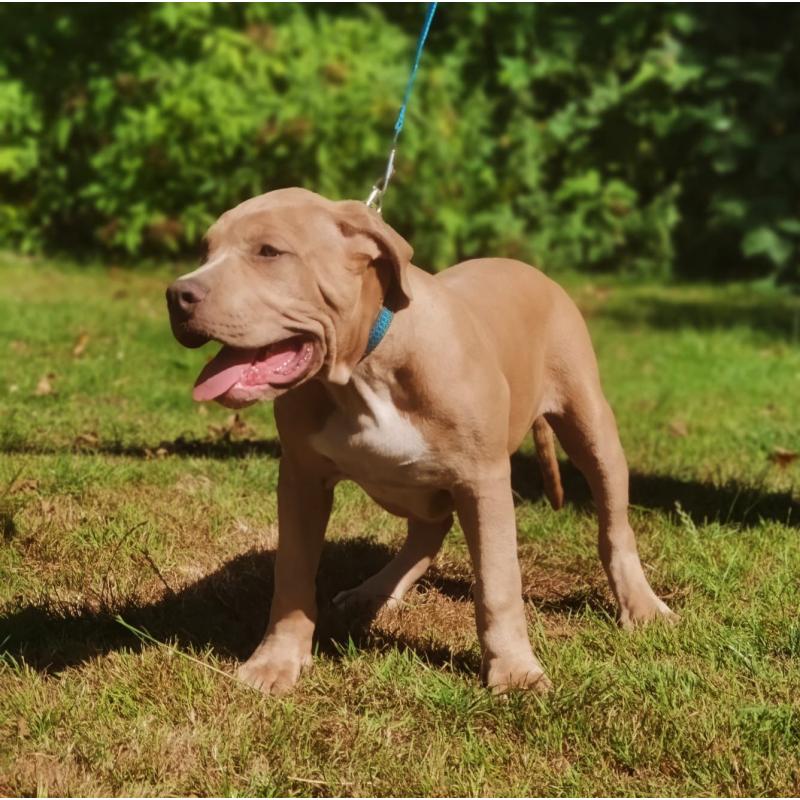 Amerikaanse Bully XL