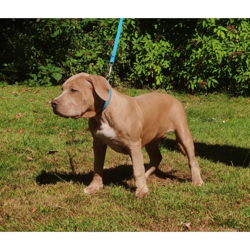 Amerikaanse Bully XL