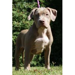 Amerikaanse Bully XL