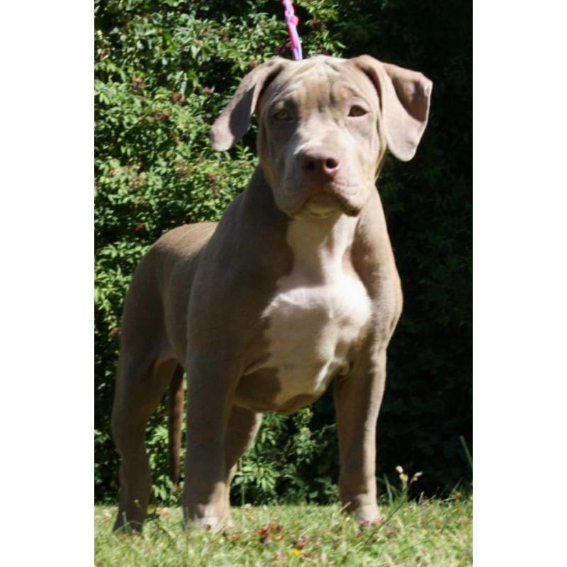 Amerikaanse Bully XL