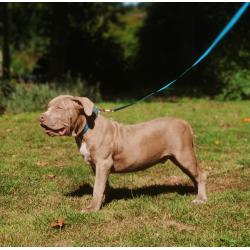 Amerikaanse Bully XL