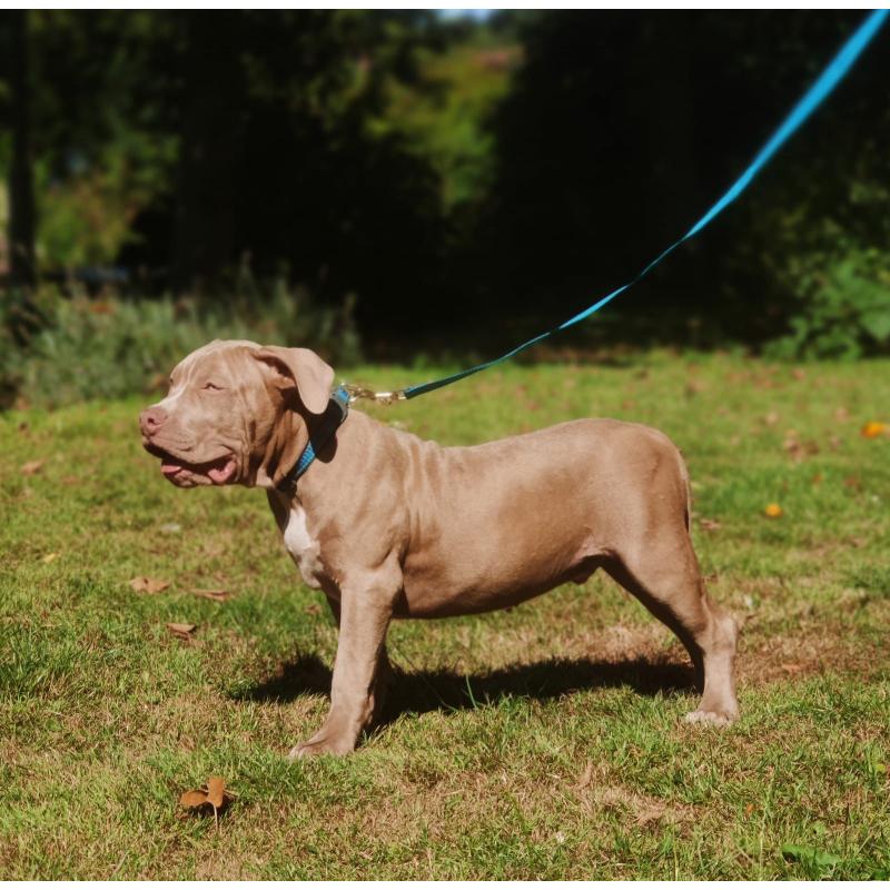 Amerikaanse Bully XL