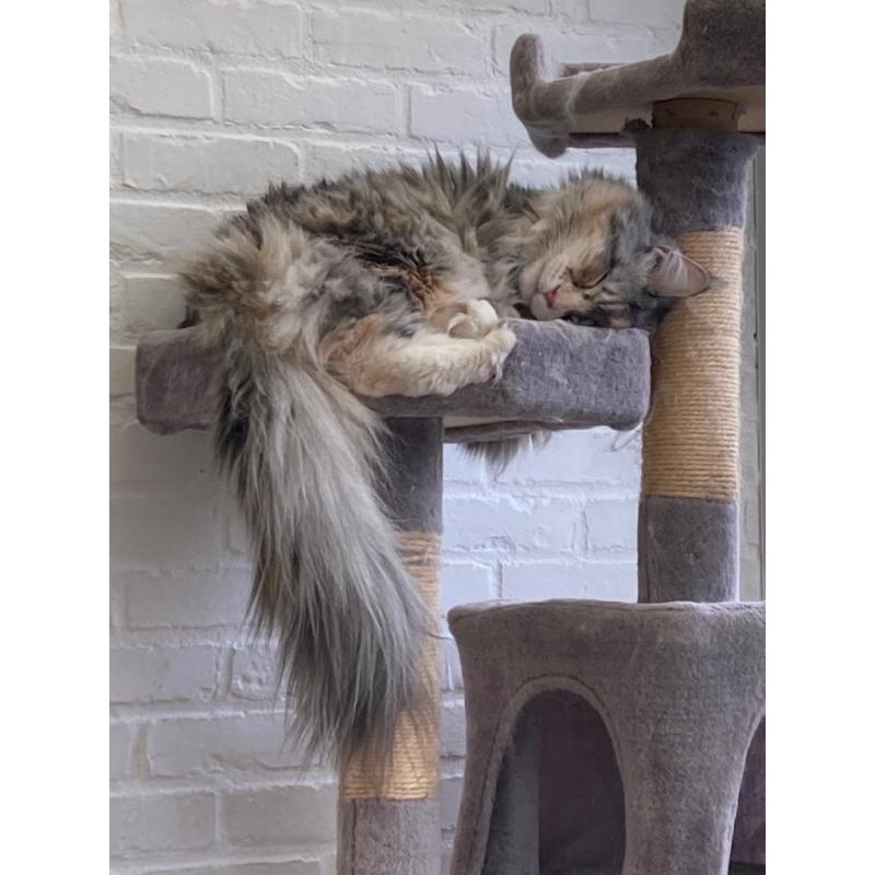 Maine Coon