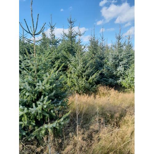 KERSTBOMEN TE KOOP