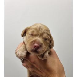 Australian labradoodle