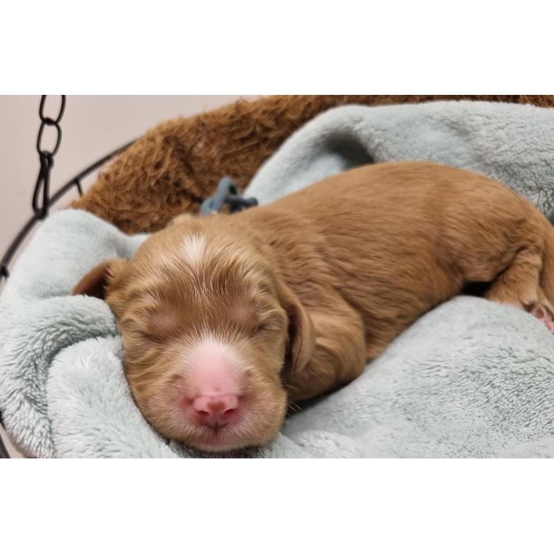 Australian labradoodle