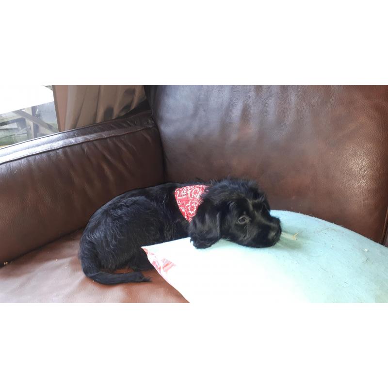 Zwarte labradoodle pup teef