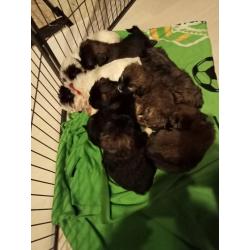 Schattige lieve sociale pups zoeken nieuwe thuis