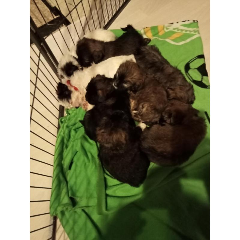 Schattige lieve sociale pups zoeken nieuwe thuis