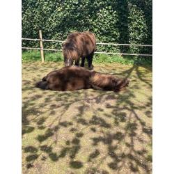 2 Pony's te koop.