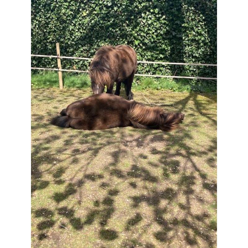 2 Pony's te koop.