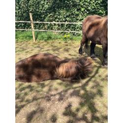 2 Pony's te koop.