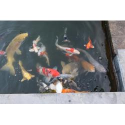 Koi's te koop