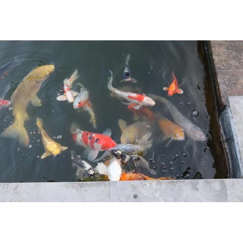 Koi's te koop