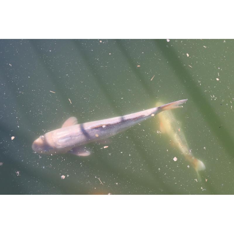 Koi's te koop