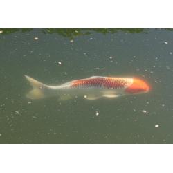 Koi's te koop