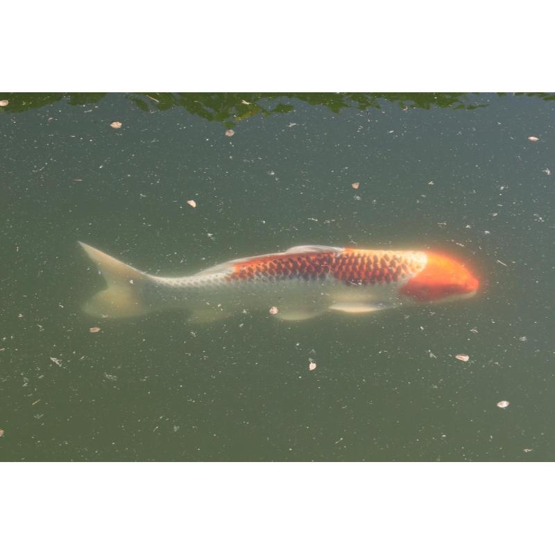 Koi's te koop