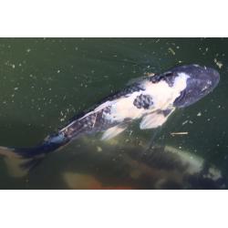 Koi's te koop